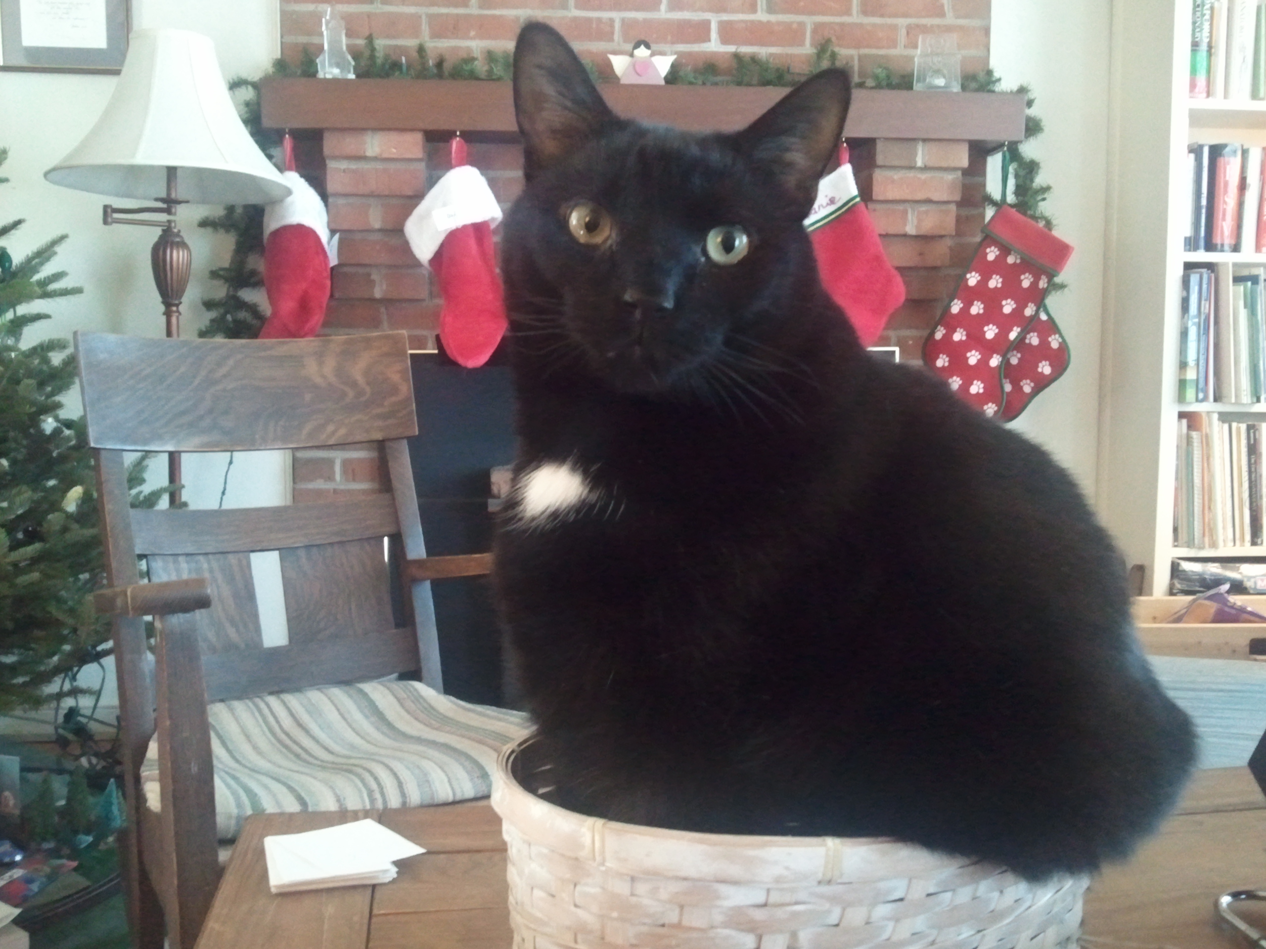 Beautiful Black Cat